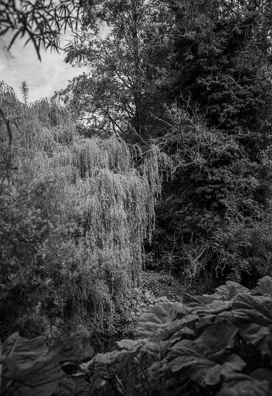 The Water of Leith