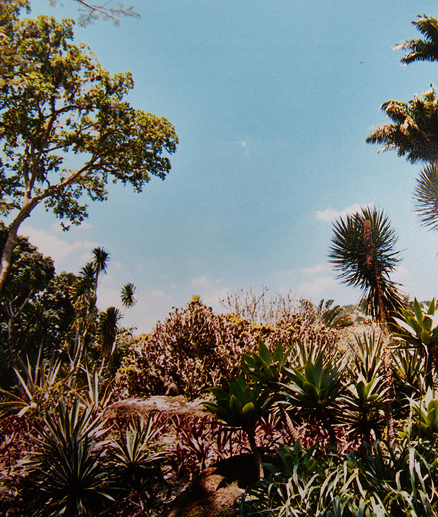 Sítio Burle Marx